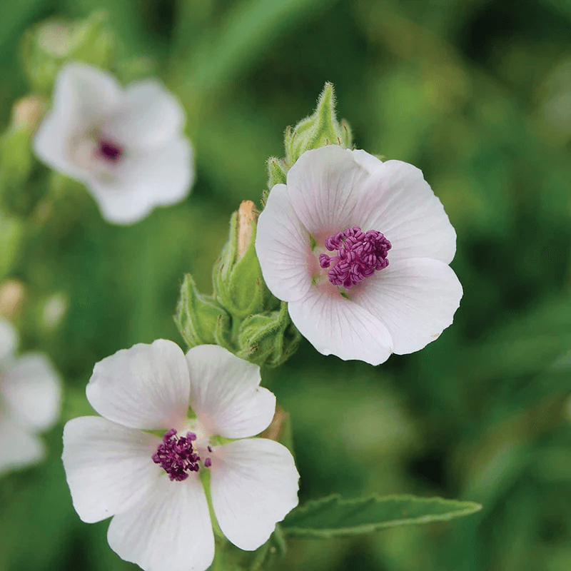 Marshmallow Seeds – White Althaea officinalis