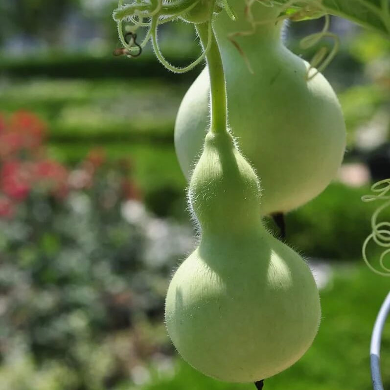 Martin Bird House Gourd Seeds