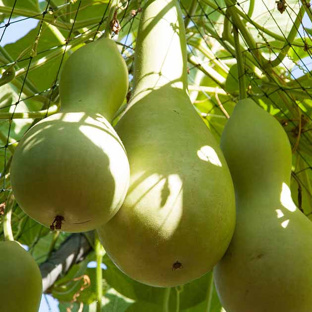 Martin Bird House Gourd Seeds