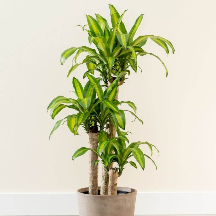 Mass Cane Plant Seeds