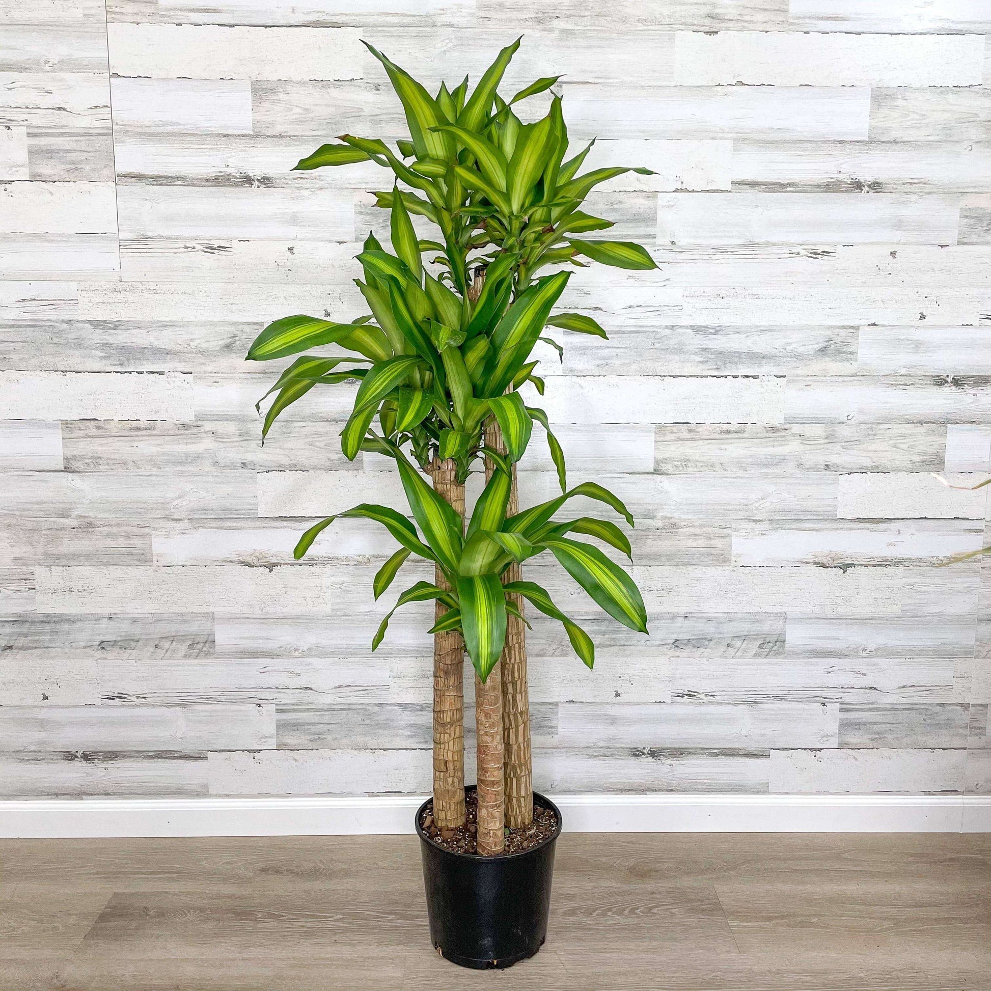 Mass Cane Plant Seeds