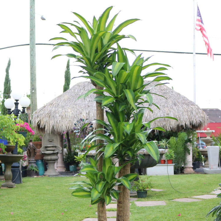 Mass Cane Plant Seeds