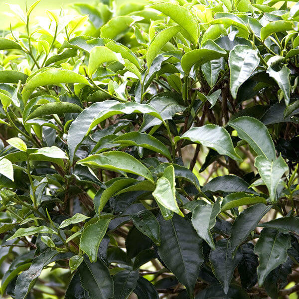 Matcha Tea Plant Seeds
