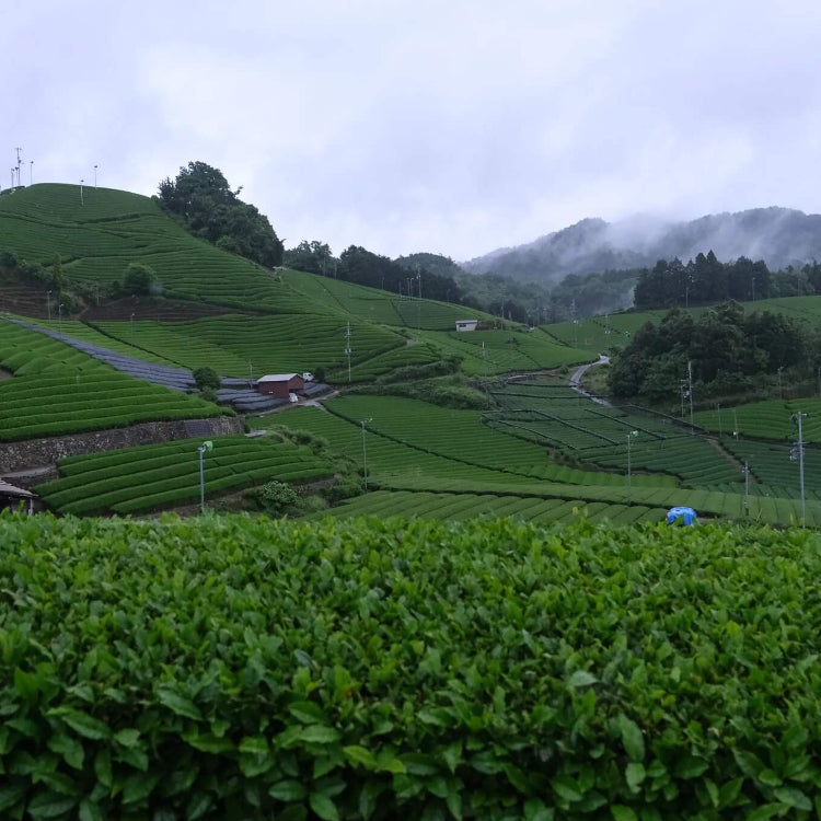 Matcha Tea Plant Seeds