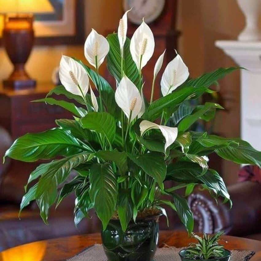 Mauna Loa Peace Lily Seeds