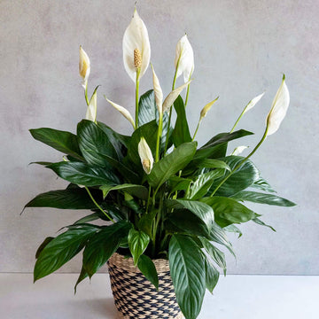 Mauna Loa Peace Lily Seeds