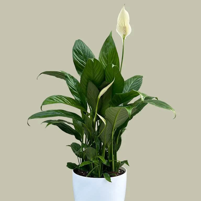 Mauna Loa Peace Lily Seeds