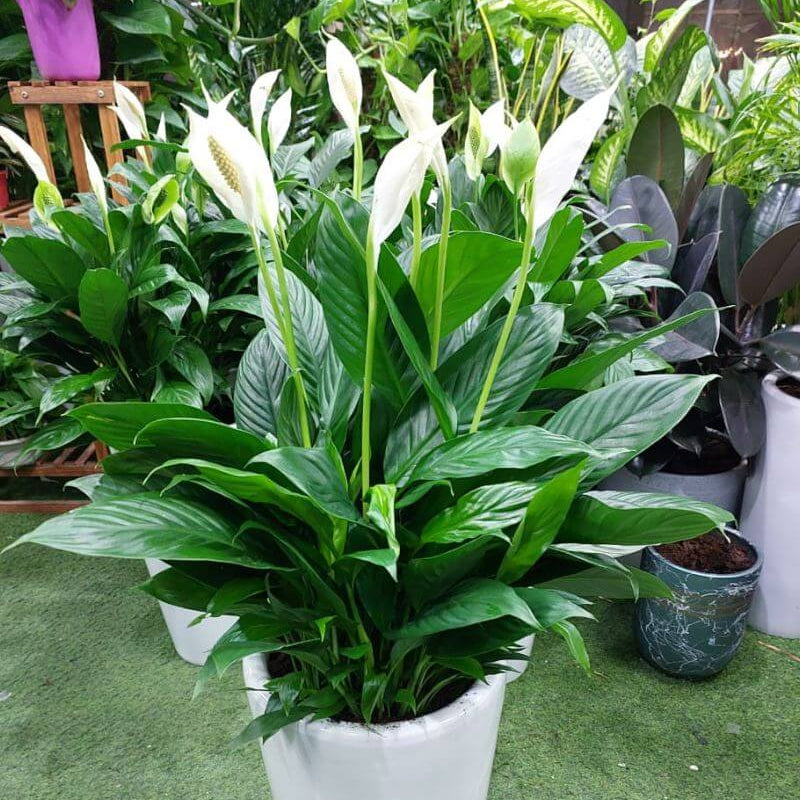 Mauna Loa Peace Lily Seeds