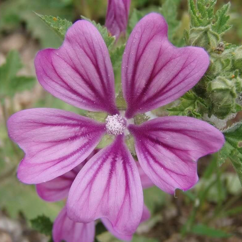 Mauritanian Malva Mallow Seeds - Flower plant