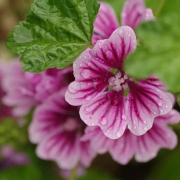 Mauritanian Malva Mallow Seeds - Flower plant