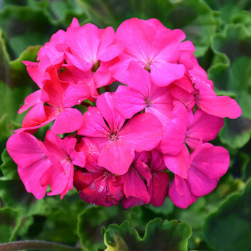 Maverick Pink Geranium Seeds