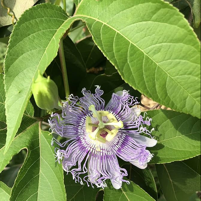 Maypop Passion Flower Seeds - Flower Plant