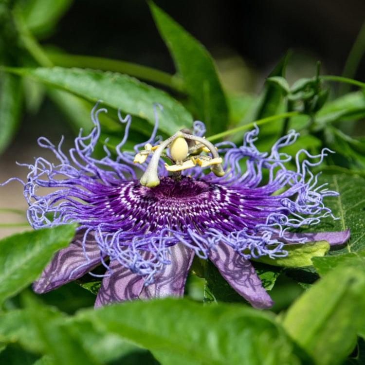 Maypop Passion Flower Seeds - Flower Plant
