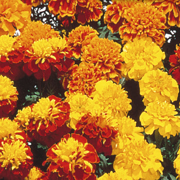 Marigold Seeds - Little Hero Mixed