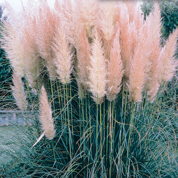 Pampas Grass Seeds – Pink
