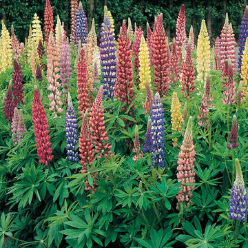 Lupine Seeds – Wildflower