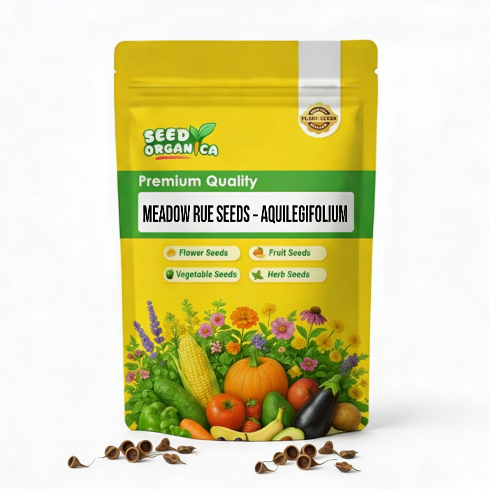 Meadow Rue Seeds – Aquilegifolium