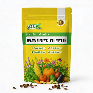 Meadow Rue Seeds – Aquilegifolium