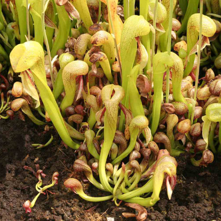 Meat Eating Plant Seeds - Flower Plant
