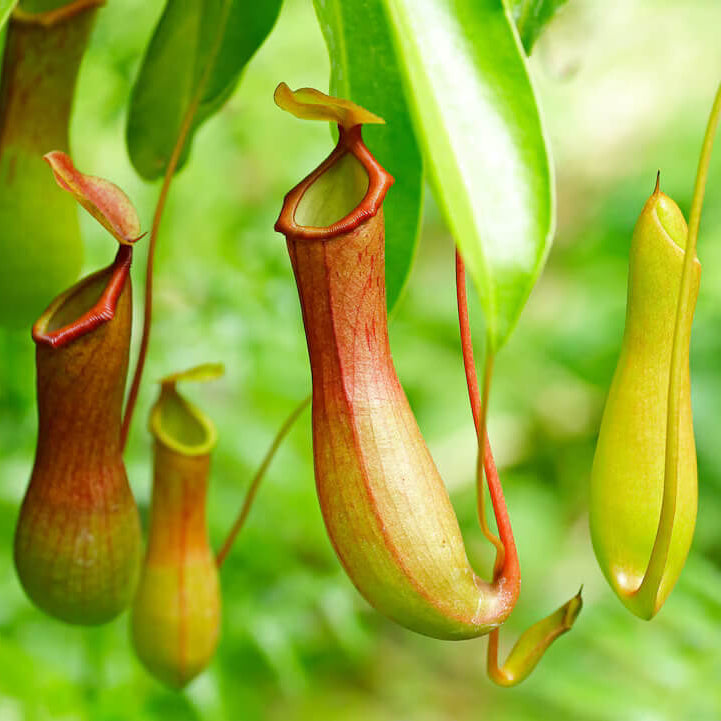 Meat Eating Plant Seeds - Flower Plant