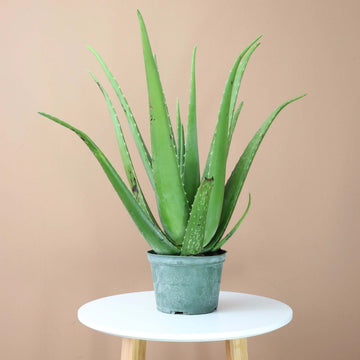 Medicinal Aloe Seeds