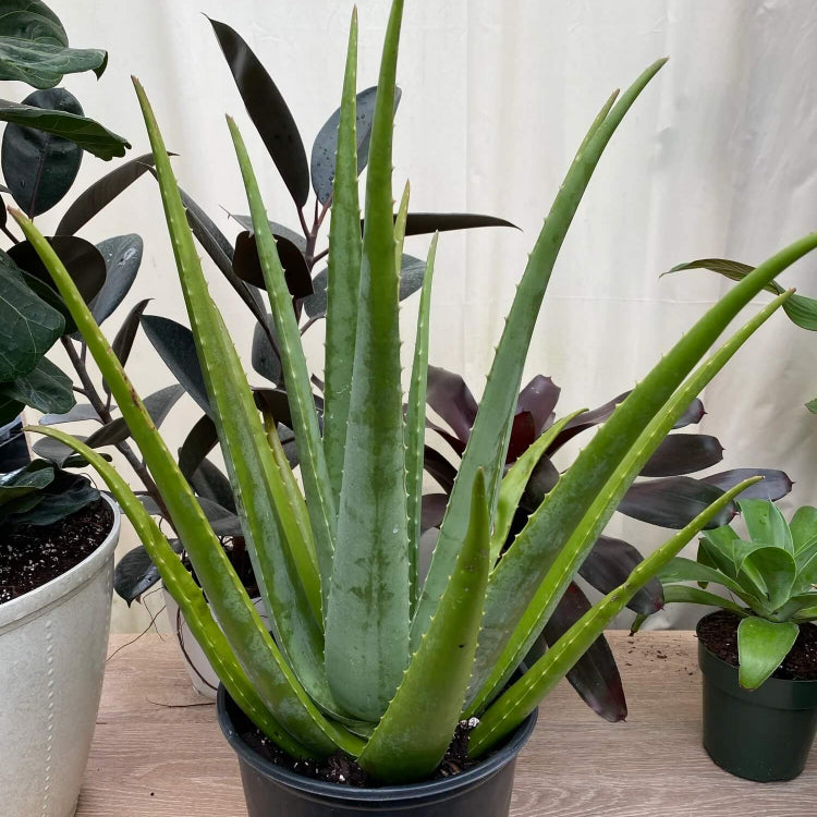 Medicinal Aloe Seeds