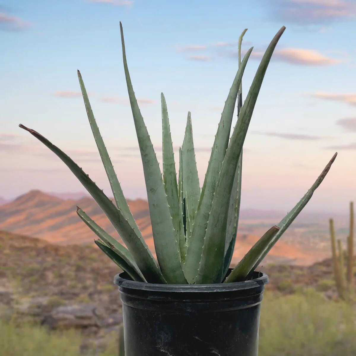Medicinal Aloe Seeds