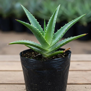 Medicinal Aloe Seeds