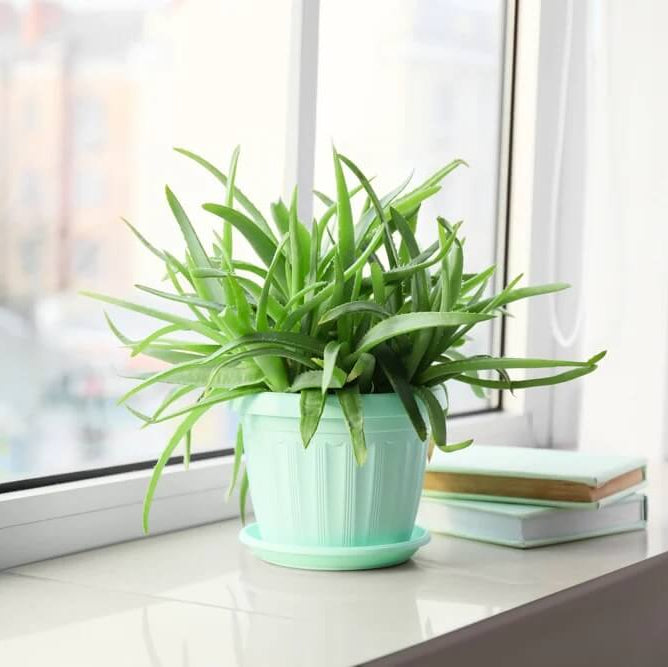 Medicinal Aloe Seeds