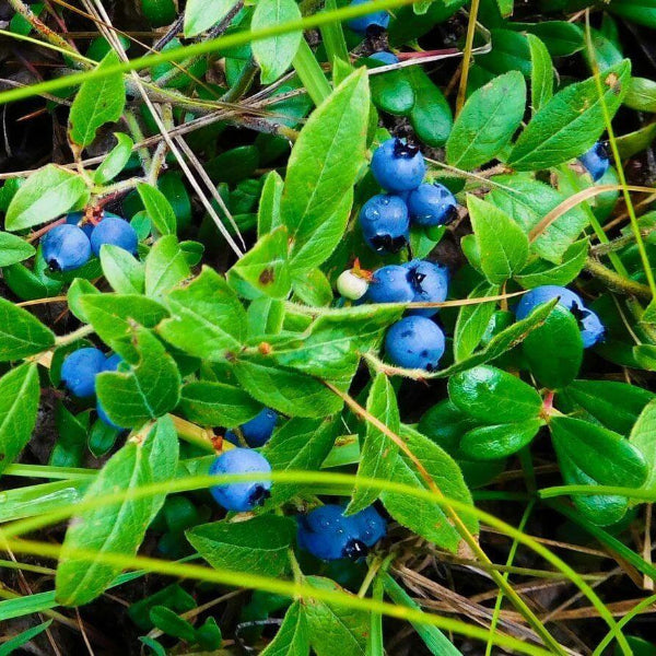 Medicinal Berry Plant Seeds