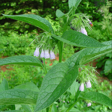 Medicinal Comfrey Seeds - Herbal Plant