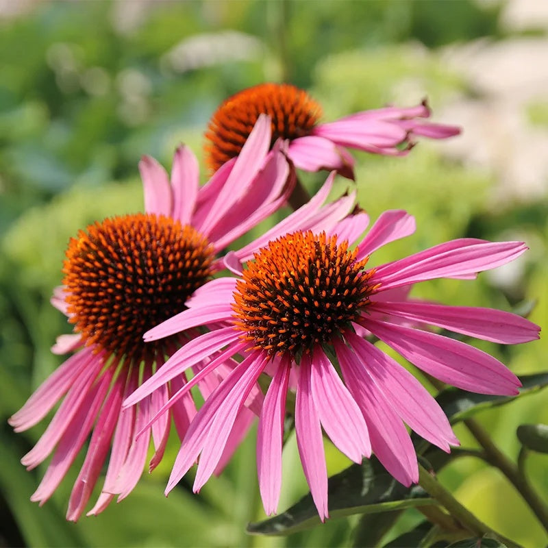 Medicinal Echinacea Seeds