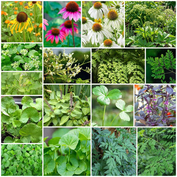 Medicinal Herb Garden Kit