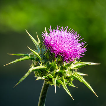 Medicinal Milk Thistle Seeds