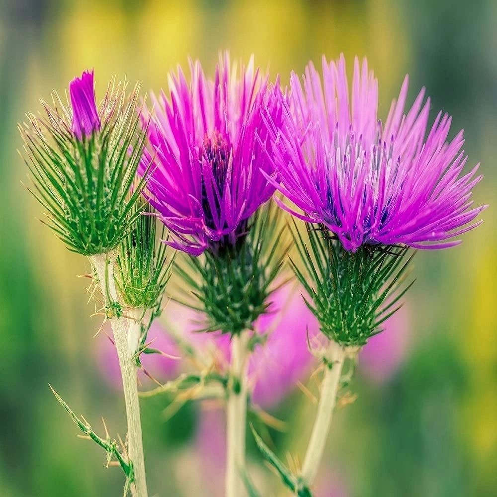 Medicinal Milk Thistle Seeds