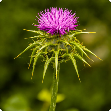 Medicinal Milk Thistle Seeds