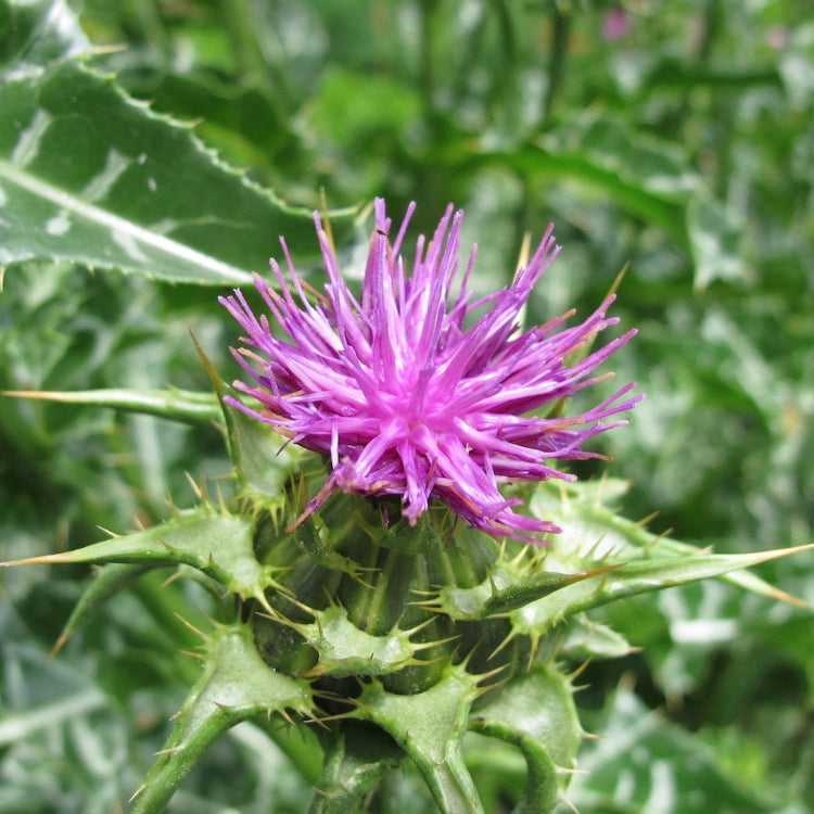Medicinal Milk Thistle Seeds