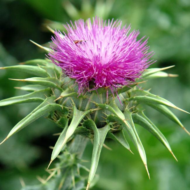 Medicinal Milk Thistle Seeds