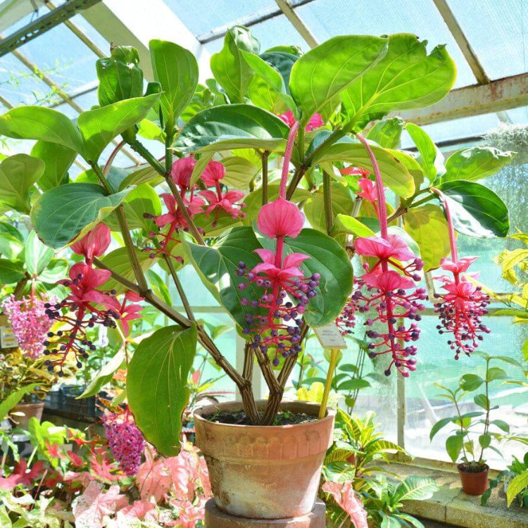 Medinilla Magnifica Seeds - Flower Plant