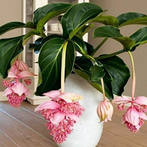 Medinilla Magnifica Seeds - Flower Plant