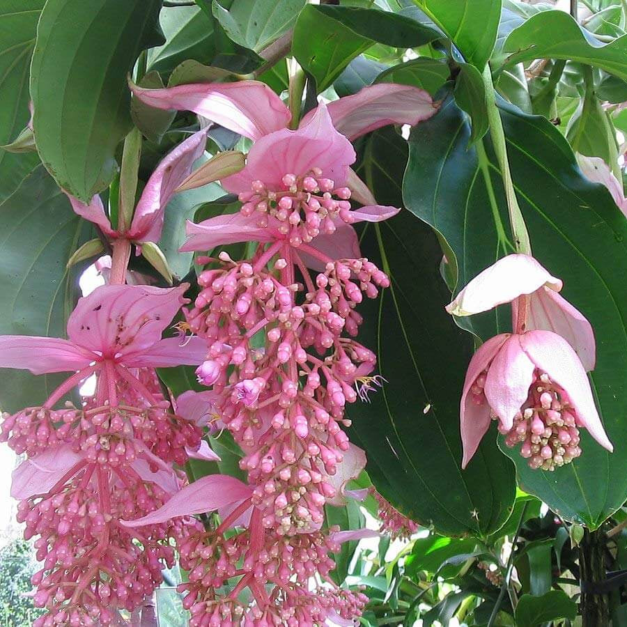 Medinilla Magnifica Seeds - Flower Plant