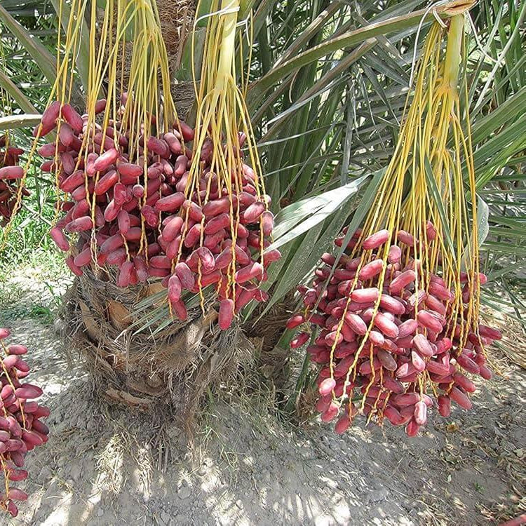 Medjool Date Palm Seeds - Fruit Plant