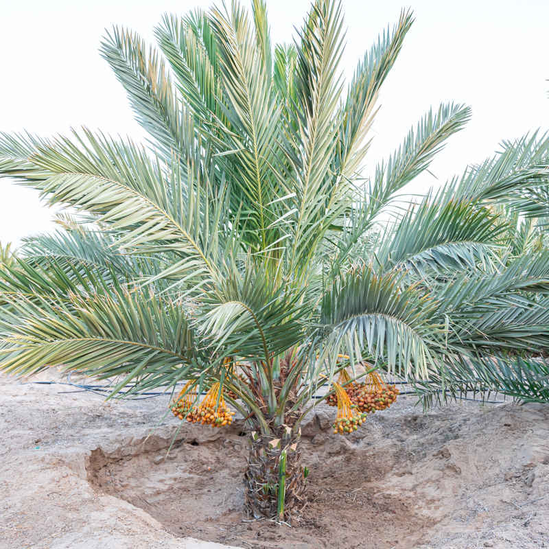 Medjool Date Palm Seeds - Fruit Plant