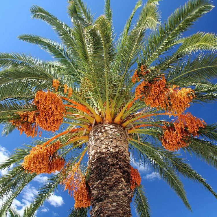 Medjool Date Palm Seeds - Fruit Plant