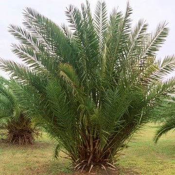 Medjool Date Palm Seeds - Fruit Plant