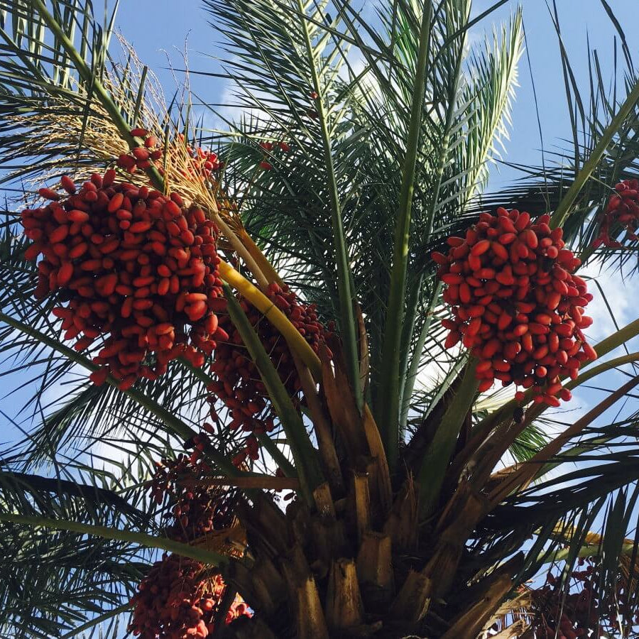 Medjool Date Palm Seeds - Fruit Plant