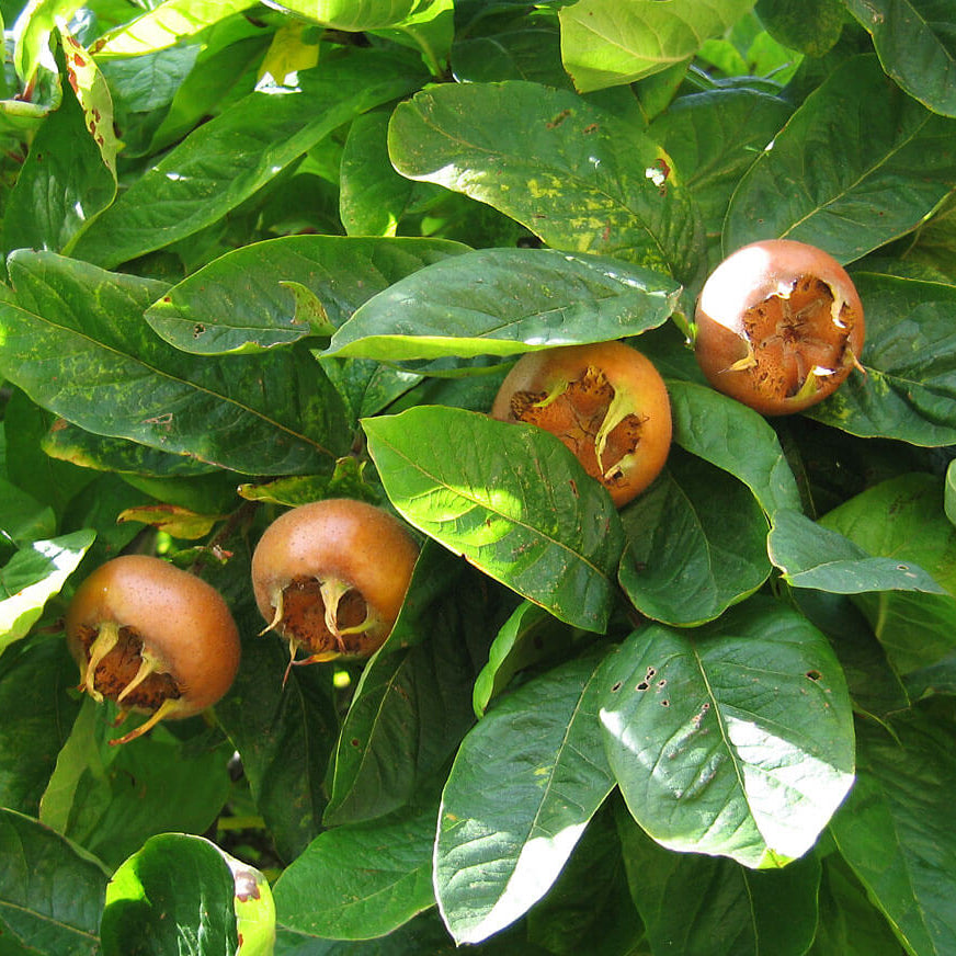 Medlar Seeds (Mespilus germanica)