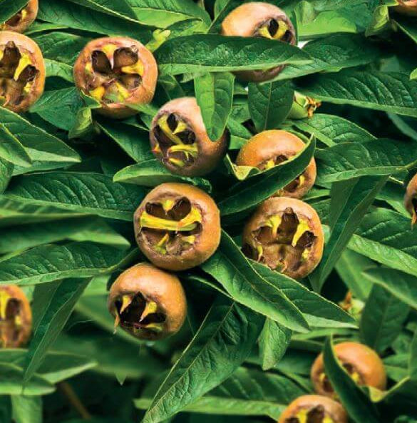 Medlar Seeds (Mespilus germanica)