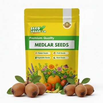 Medlar Seeds