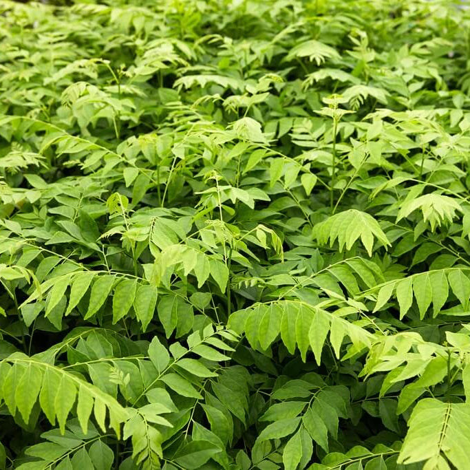 Meethi Neem Seeds - Herbal Plant